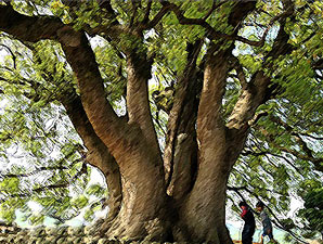 huge-tree